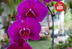 Leia mais sobre o artigo Mude sua orquídea de vaso