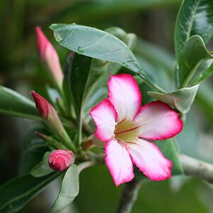 Rosa do Deserto