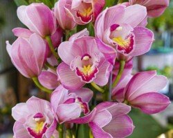 Floricultura em Jacareí - Orquídeas