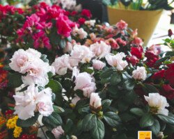 AZALEIAS