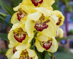 CYMBIDIUM AMARELO