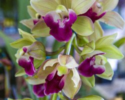 CYMBIDIUM VERDE