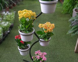 KALANCHOE