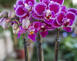 PHALAENOPSIS LILAS MESCLADA