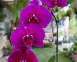 PHALAENOPSIS