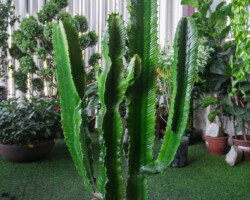 SUCULENTA TORRE