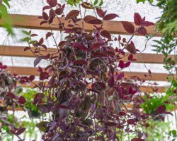 tradescantia