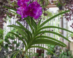 orquidea vanda