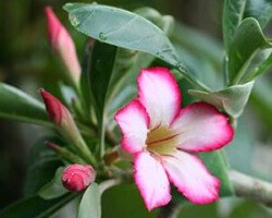 Rosa do Deserto