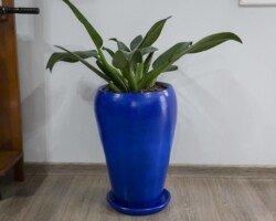 PACOVA